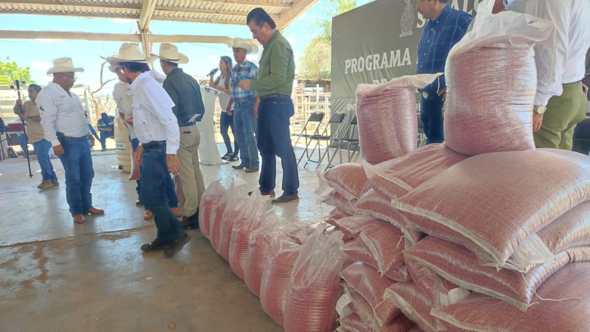 Esperan productores de CNC en Sinaloa que retraso del Gobierno en entrega de semillas no sea factura política