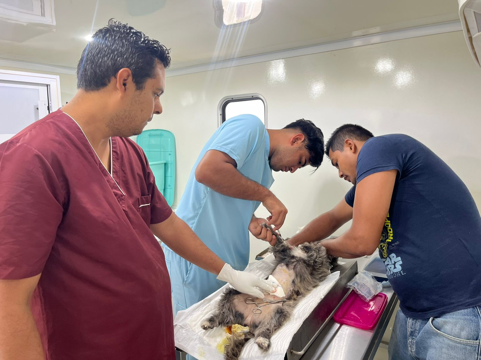 Cerca de 2 mil esterilizaciones de animales se han realizado en Rosario