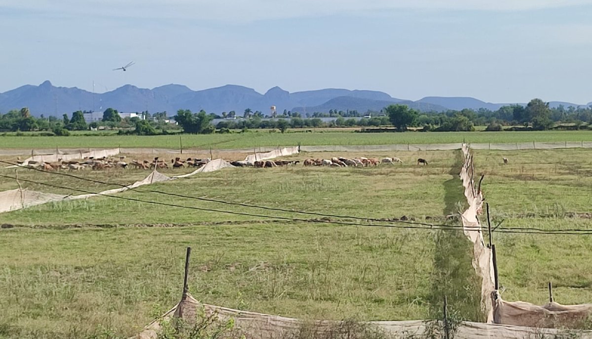 Se buscará cuando menos el peso que falta al litro de la leche, dicen ganaderos en Mazatlán