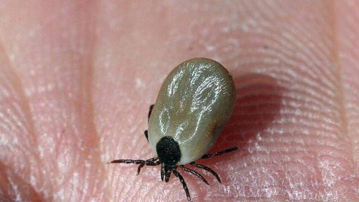 Preocupa plaga de pulgas y garrapatas en poblado Luis Echeverría y ejido La Arrocera por brote de rickettsiosis