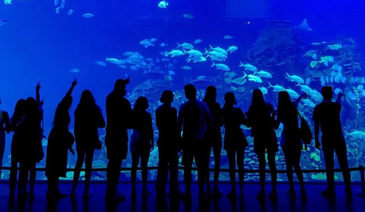 ¡Anímense! Todo listo para el curso ‘Verano Marino’ en el Gran Acuario Mazatlán