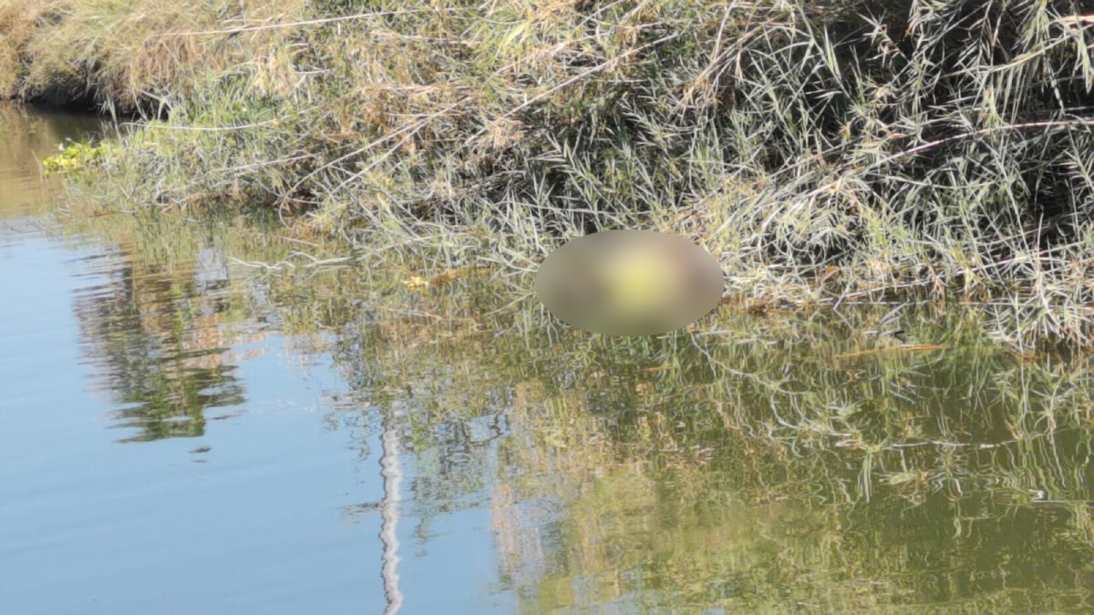 Localizan a un hombre sin vida dentro del canal Lateral 18, en Ahome