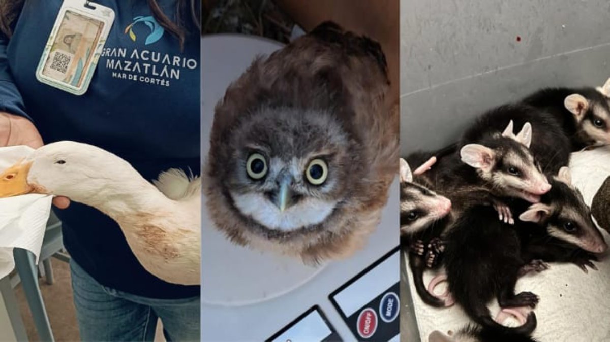 Hospital de la Fauna en Mazatlán rescata a tecolotes llaneros, un búho, un pato y crías de tlacuaches