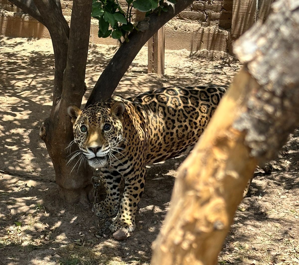 ¿Cómo le ponemos? Buscan nombre para el jaguar rescatado en Mocorito, tendrá una nueva vida en el PIMVD