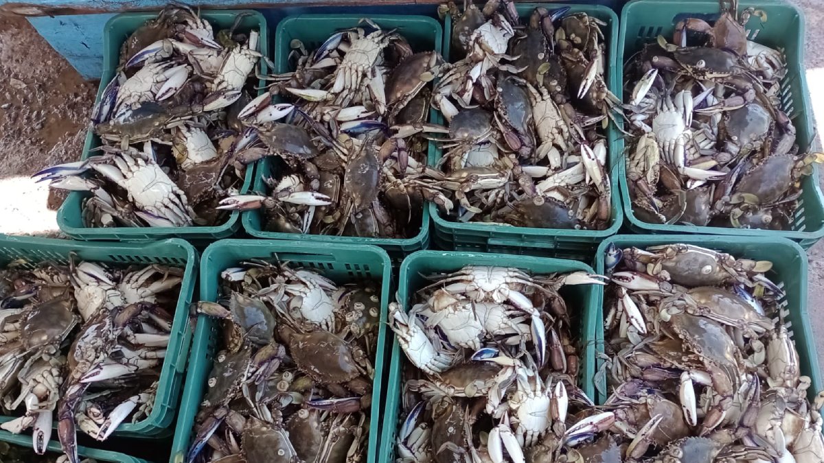 Mantienen esperanza pescadores de Topolobampo en obtener mejores volúmenes de jaiba