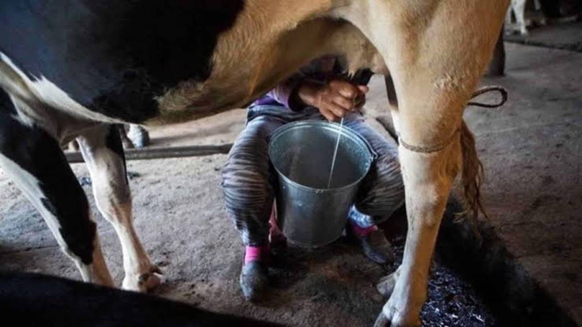 Buscan fortalecer la adquisición de ganado lechero en Ahome, Sinaloa y retomar el rumbo que se tenía hace años