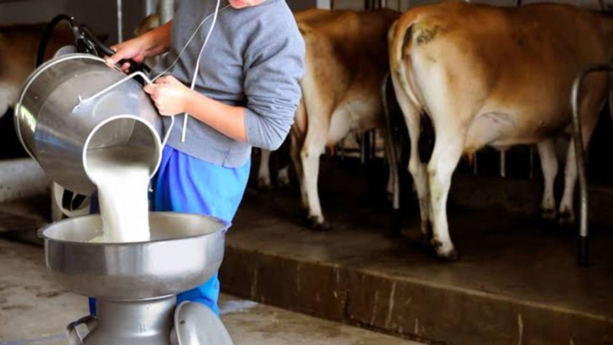 Ganaderos de Mazatlán, Sinaloa, retomarán en 2026 el centro de acopio de leche de Liconsa