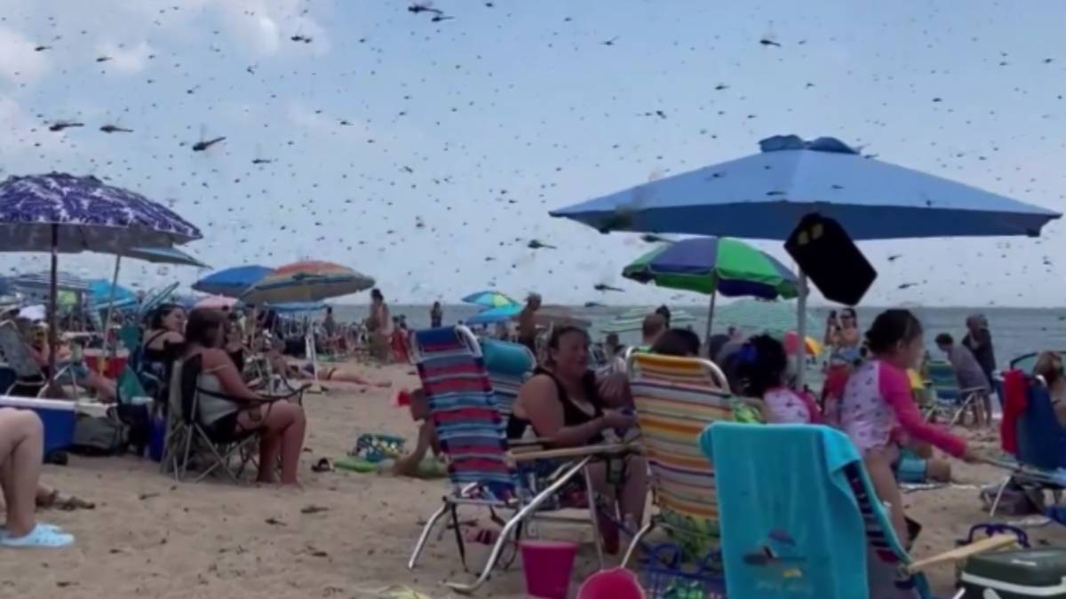 Como escena “apocalíptica”, libélulas gigantes invaden playa de Rhode Island