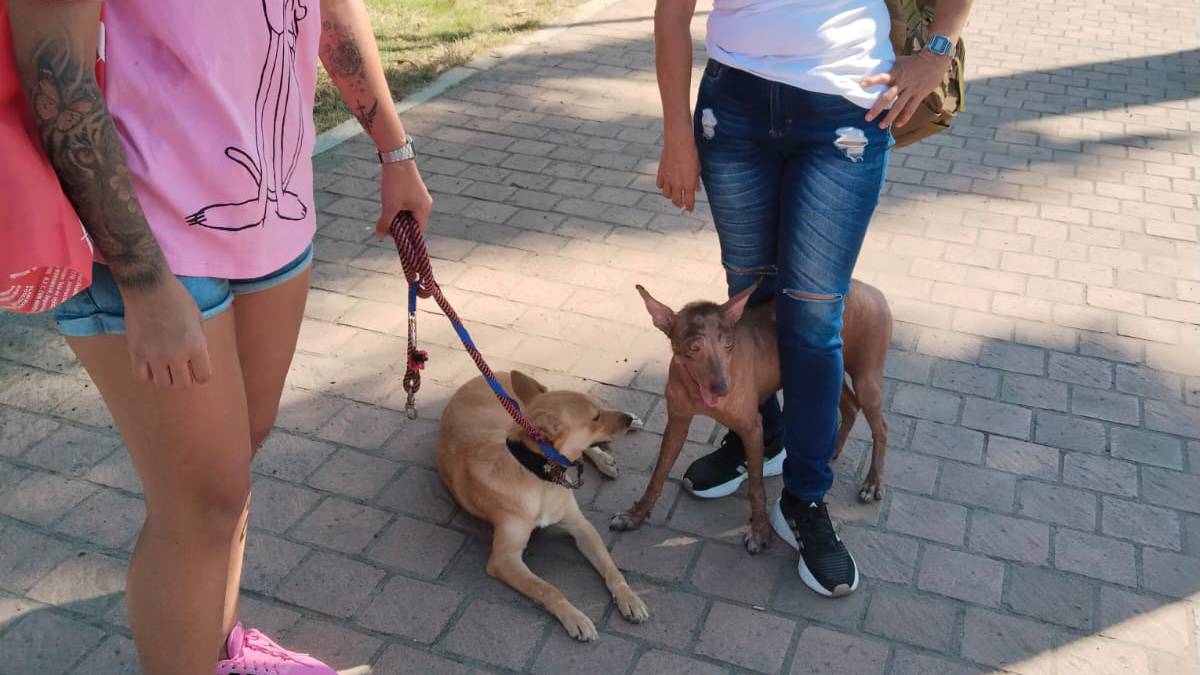 Lleva Ecología 2 mil 837 animales esterilizados en lo que va del 2024