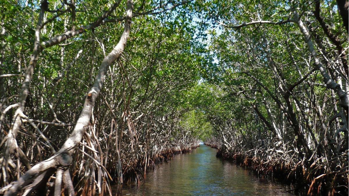 Guardianes del límite entre tierra y mar: 26 de julio, Día Mundial de los Manglares