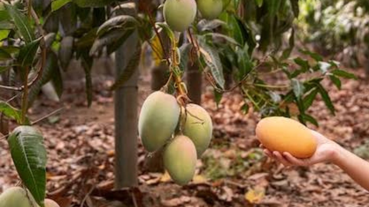 Imparable el robo hormiga de mango en el norte de Sinaloa; suman acciones con autoridades de Ahome y El Fuerte