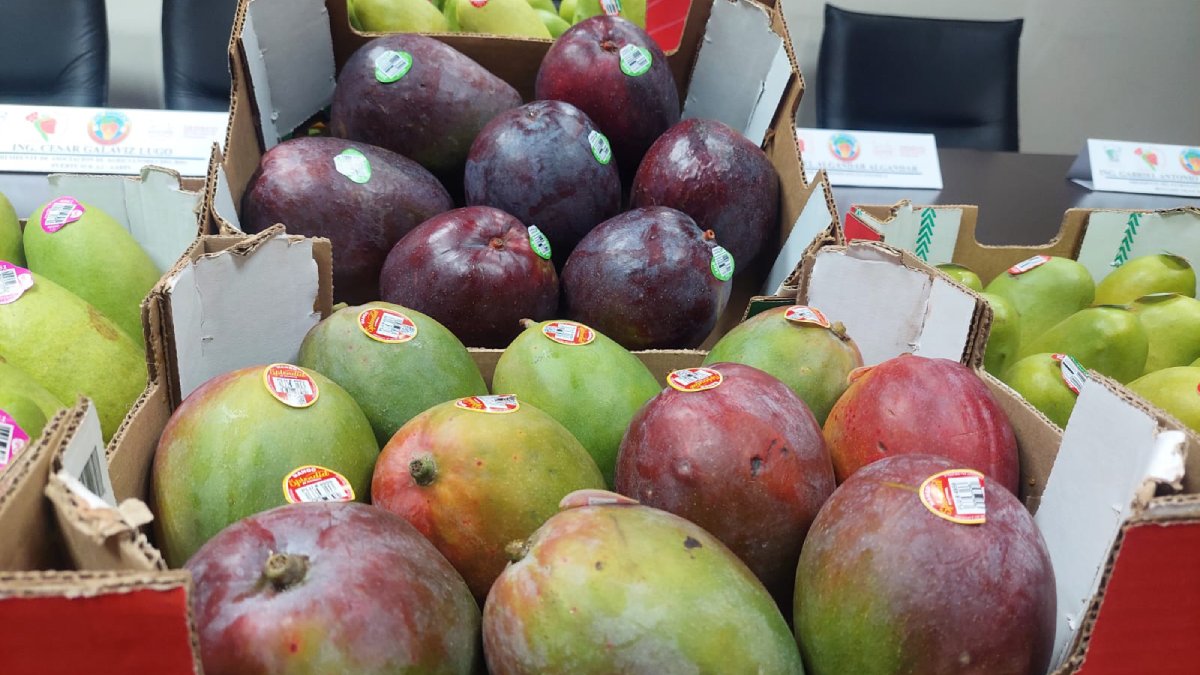 Productores de mango del sur de Sinaloa piden ayuda del gobierno y evitar presunto abuso de empacadores: UARES