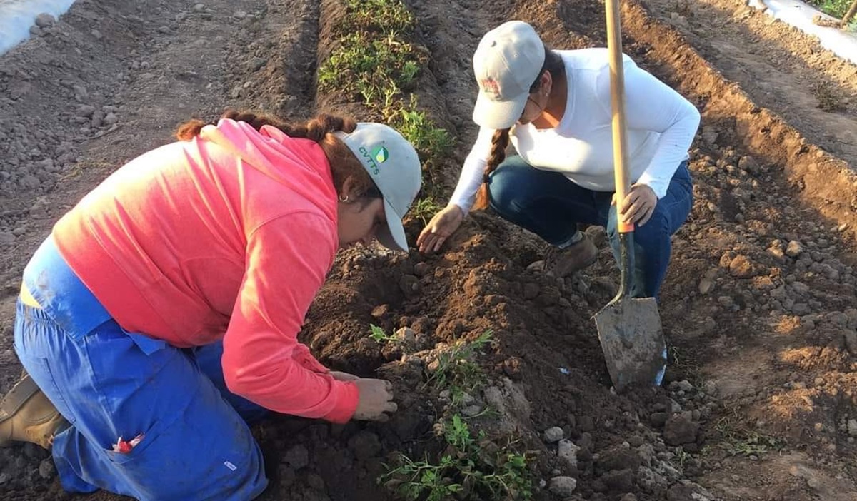 ¡Benditas lluvias! Arranca la siembra de cacahuate y apuestan a la sandía en zona temporalera de Ahome