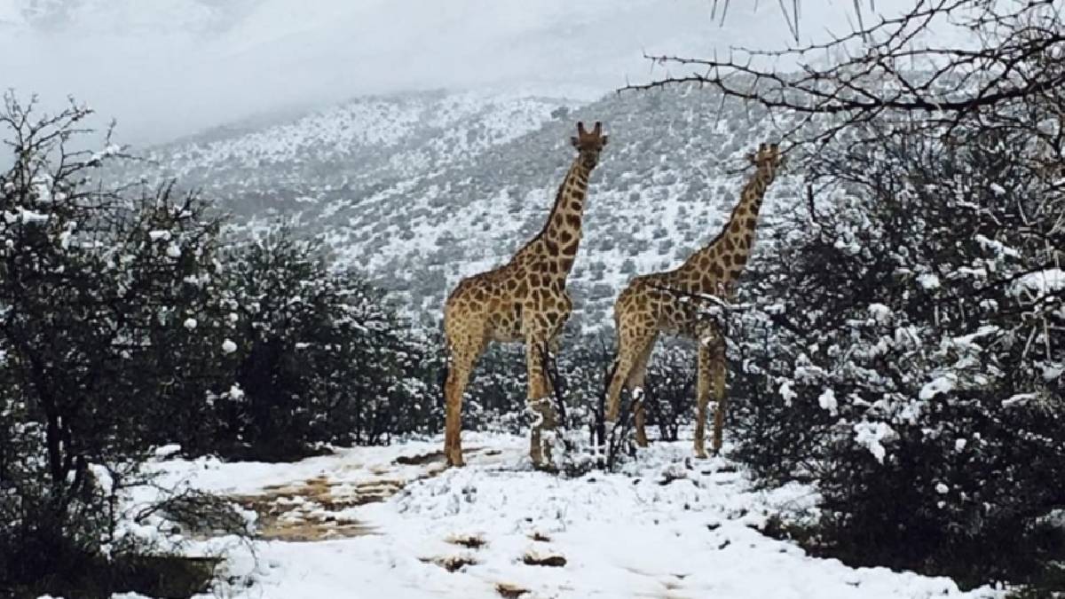 Lo creas o no ¡Cae nieve en África!