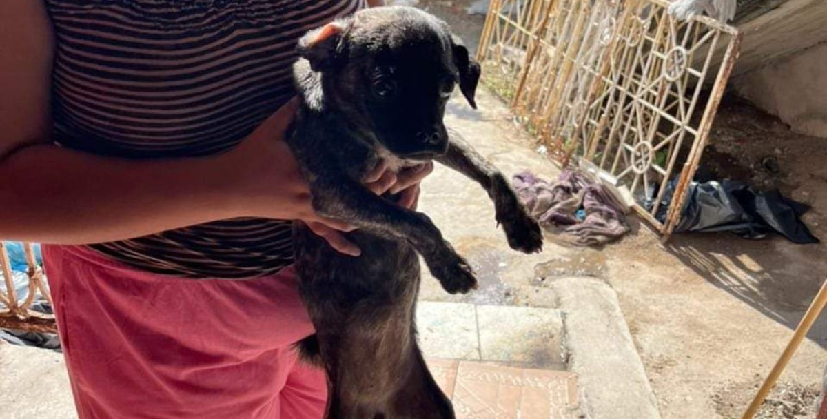 Perrita es rescatada en Mazatlán; la dueña recibirá sanción por tenerla abandonada en su patio