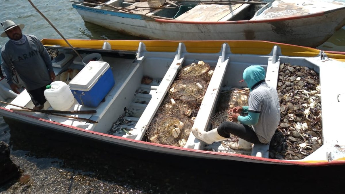 El próximo 15 de julio arranca la captura de jaiba en La Reforma; esperan buena producción y buen precio