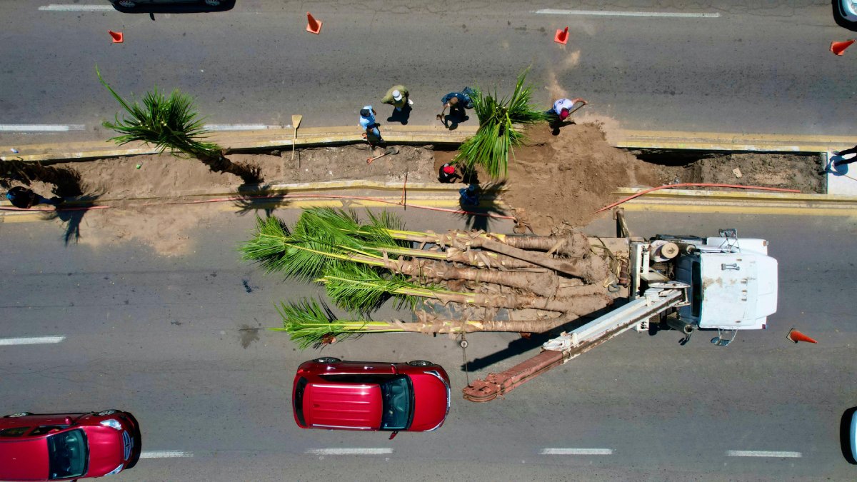 Van por 200 palmas cocoteras para embellecer camellones de avenidas principales de Mazatlán