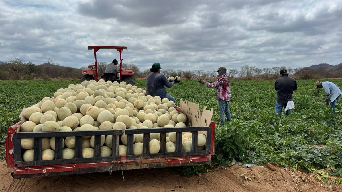 Agricultores en Sinaloa ‘respiran’ tras despejarse amenazas de aranceles de Trump hacia México