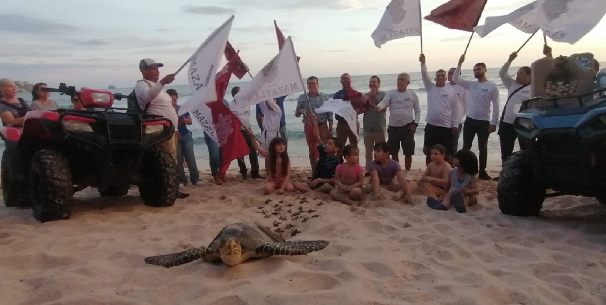 Gobierno municipal de Mazatlán arranca protección contra la tortuga marina 2024