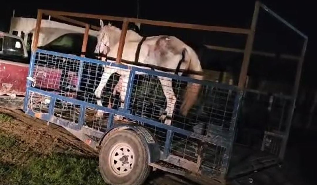 ¡La rescatan! Autoridades responden a denuncia de mal estado de una yegua en Guasave, le darán atención