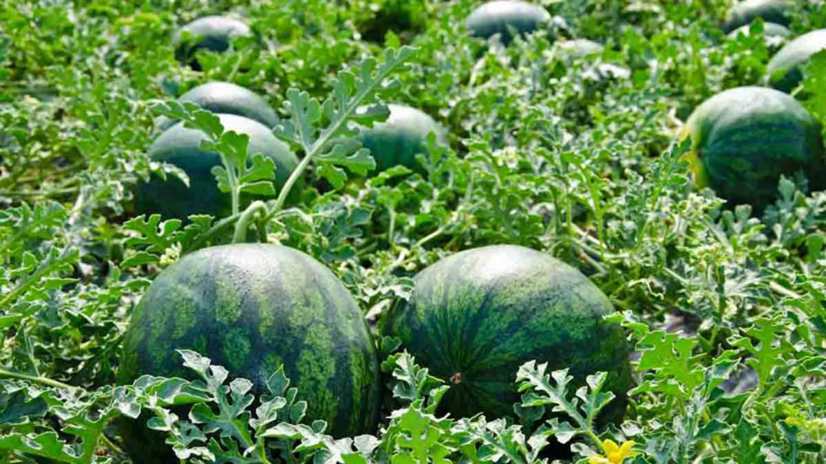 Ruegan productores de temporal en el norte de Sinaloa cesen lluvias y salga el sol para evitar perder sus sandías