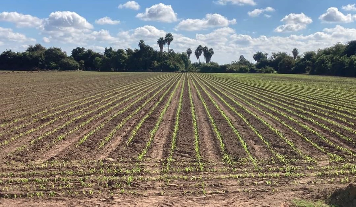 Valoran productores volver a reducir superficie de siembras si no mejoran niveles en presas de Sinaloa