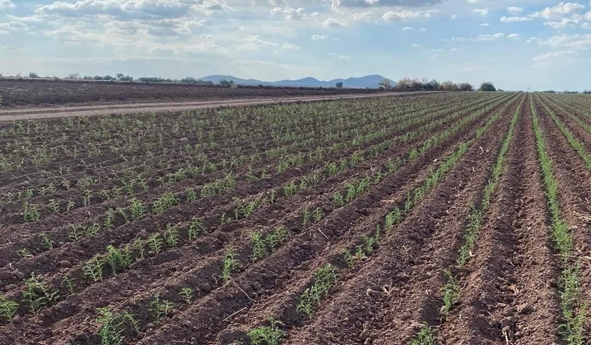 Lluvias despiertan esperanzas entre productores de ajonjolí en el Valle de El Carrizo; brotan primeras plantas