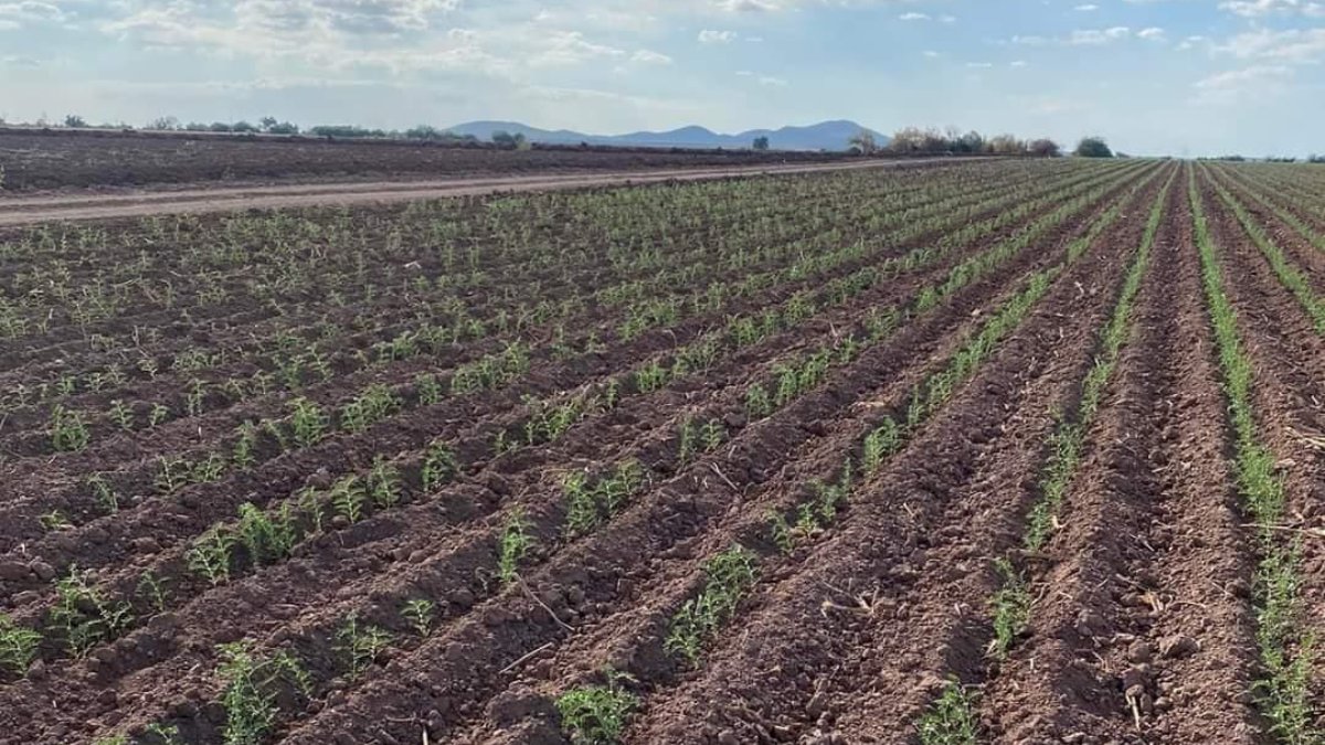 Productores del Évora esperanzados en más lluvias, que no haya heladas, pero sobre todo que haya buen precio