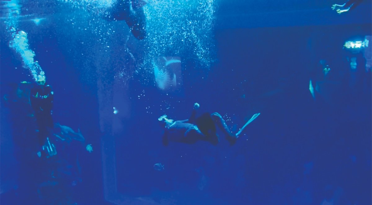 ¡Atención! A partir del 1 agosto ya podrán hacer Snorkel en la gran pecera del Gran Acuario Mazatlán