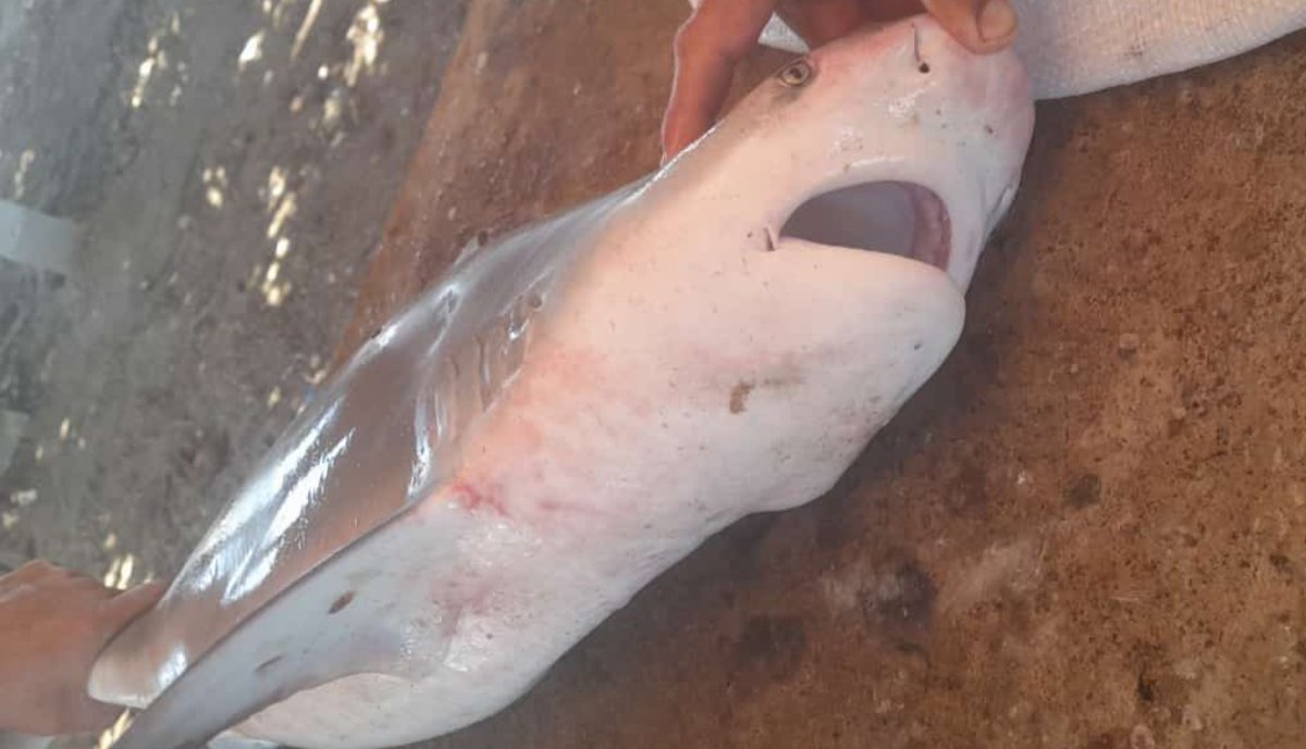 Capturan dos tiburones en un balneario de la Bahía Guadalupana en Culiacán