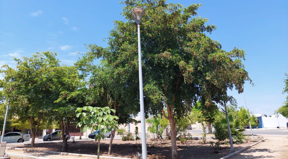 En penumbras en Jardines del Bosque y Nuevo Horizonte, de Los Mochis, Sinaloa; temen hechos de inseguridad