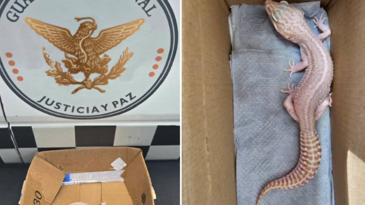 Gecko leopardo es encontrado en envío de paquetería en Zacatecas por Guardia Nacional