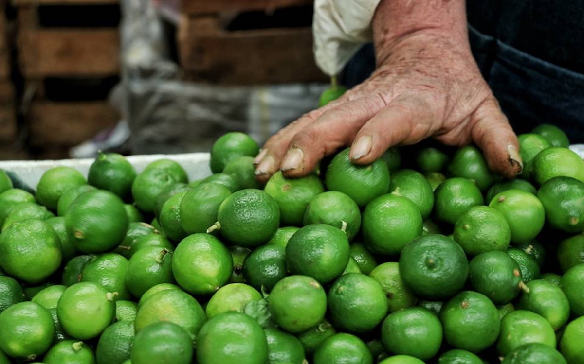 Productores de limón en Michoacán bajo amenaza por extorsiones del crimen organizado