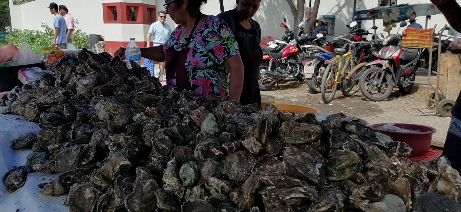 Se les echa a perder la temporada a los ostioneros de Sinaloa; cayó la movilidad del producto por la inseguridad