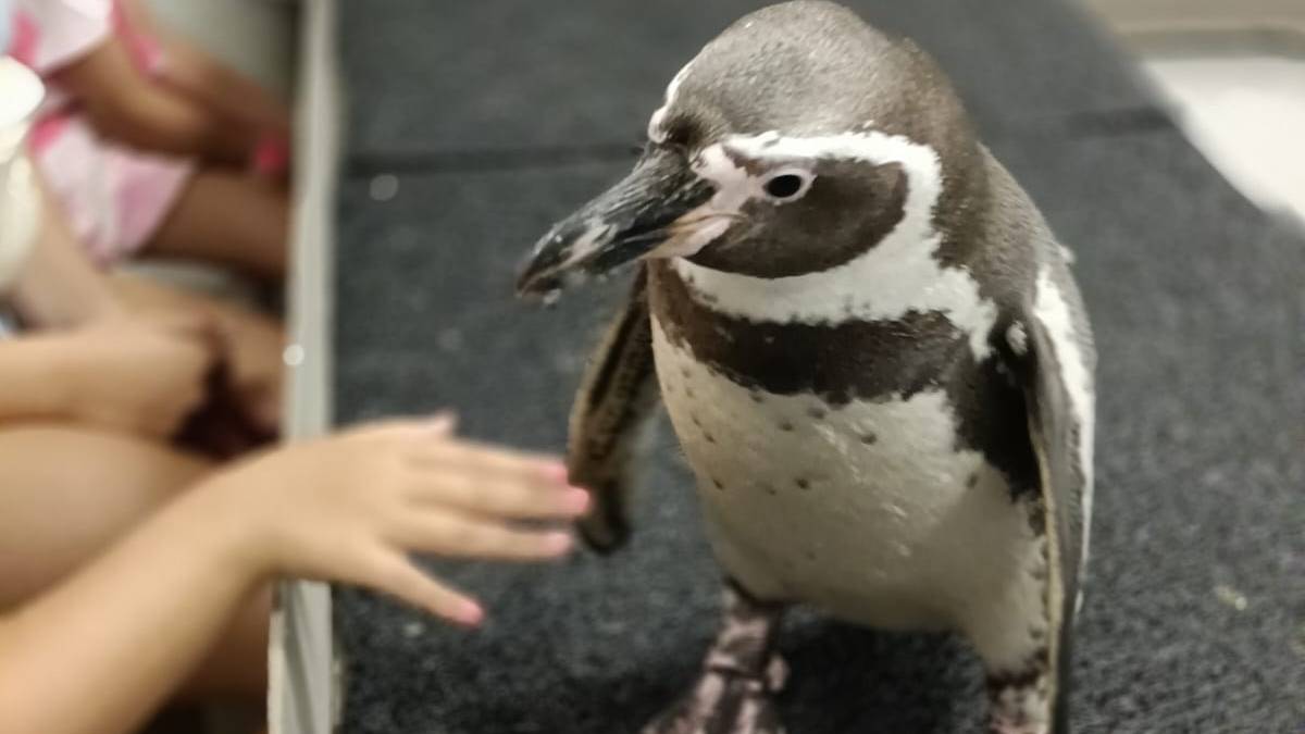 Pingüinos de Humboldt del Gran Acuario Mazatlán encontraron el amor, ahora están en su etapa reproductiva