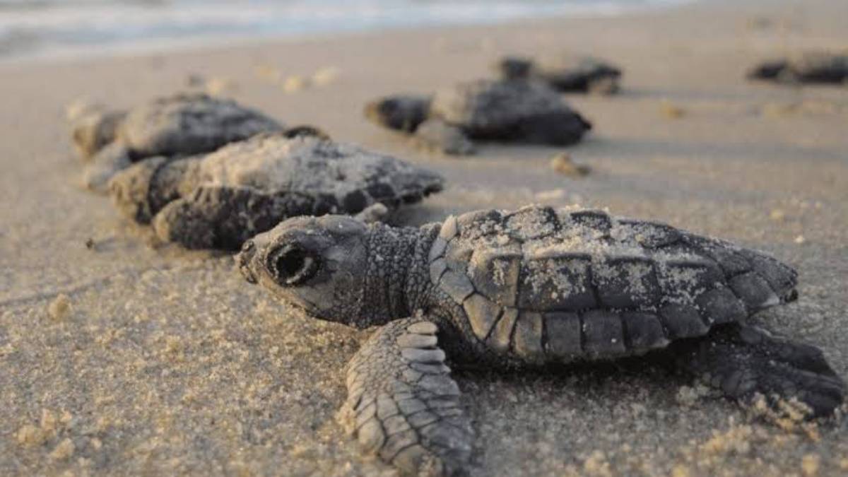 Por falta de lluvia, OAP reporta baja anidación de tortugas marinas en playas de Mazatlán