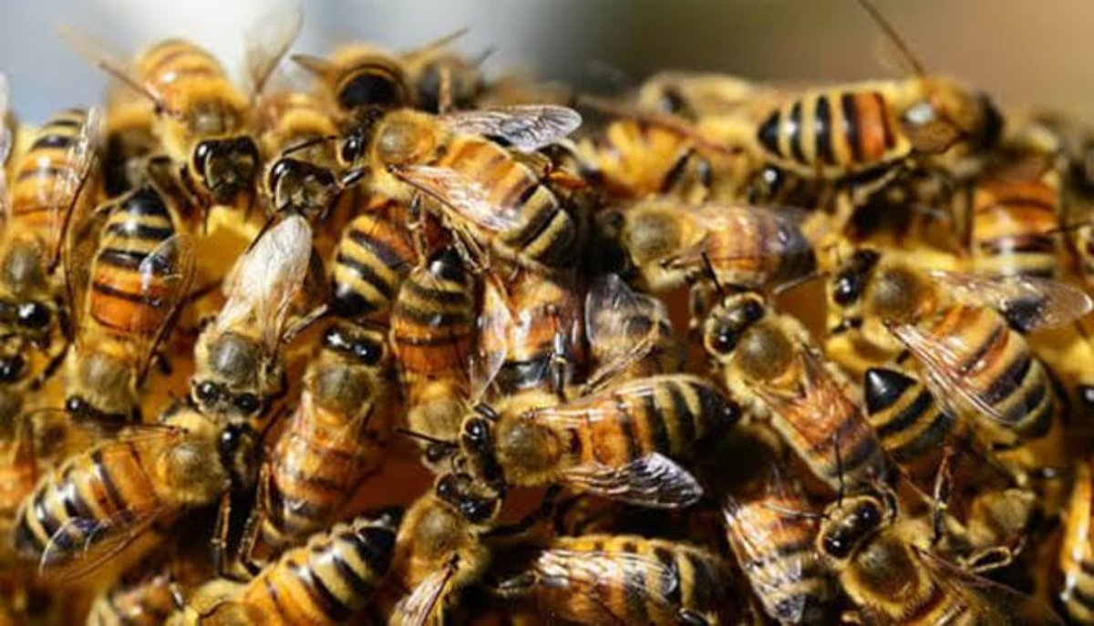 ¡Ya es temporada! Aumentan en 150% reportes de abejas en Guasave