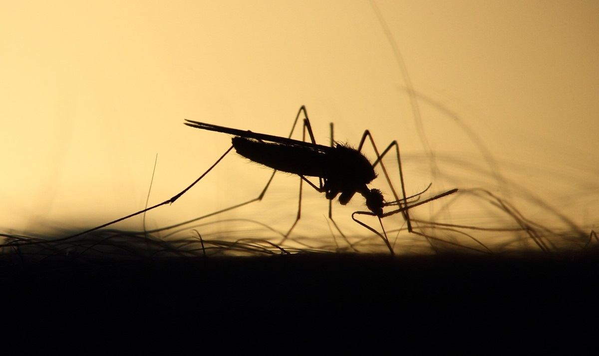 Chandipura: El virus letal trasmitido por el mosco del Dengue y que ha dejado más de 50 decesos en India