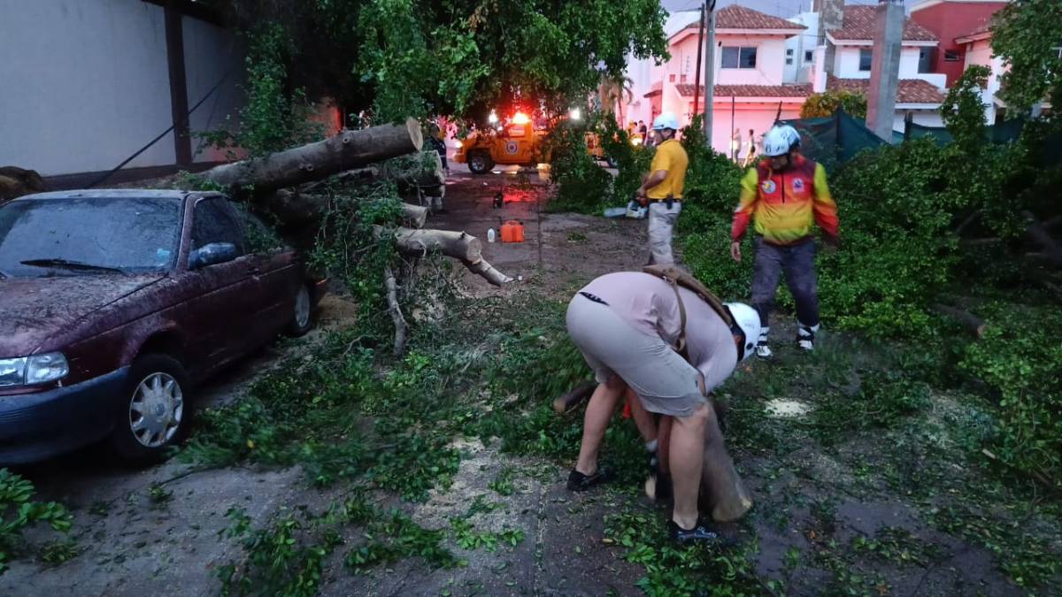 Aguacero derriba dos árboles sobre vehículos estacionados en Culiacán