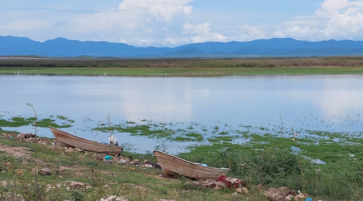 Inicia primera etapa de siembra de alevines en la Eustaquio Buelna en Guamúchil; sembrarán 700 mil especies