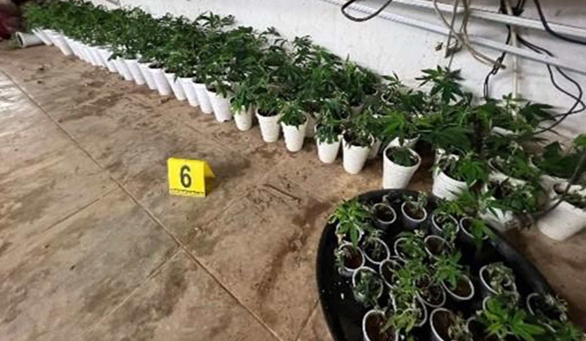 Tras cateo, FGR asegura mariguana en dos inmuebles en poblado de Mocorito