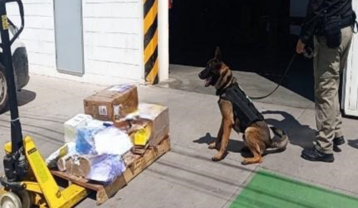 FGR asegura paquetes de mariguana y vapeadores en una paquetería de Los Mochis