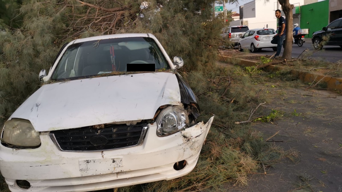 Cae árbol en vehículo y provoca el cierre del bulevar Centenario en Los Mochis