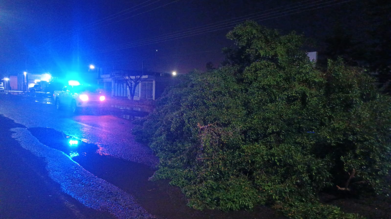Lluvia causa caída de 17 árboles en Los Mochis y encharcamientos en algunos sectores