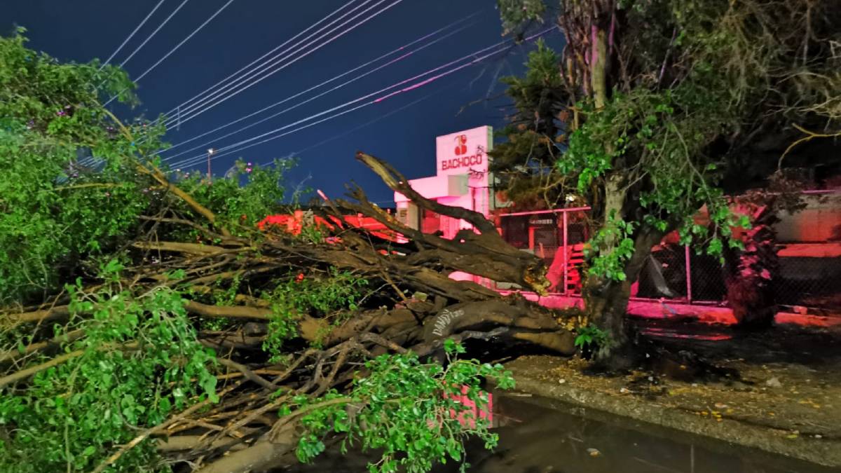 Caídas de árboles y sectores inundados deja lluvias en Los Mochis
