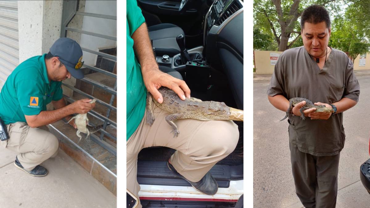 Captura PC a un mini cocodrilo en una tortillería de Culiacán; será liberado a su hábitat por Profepa