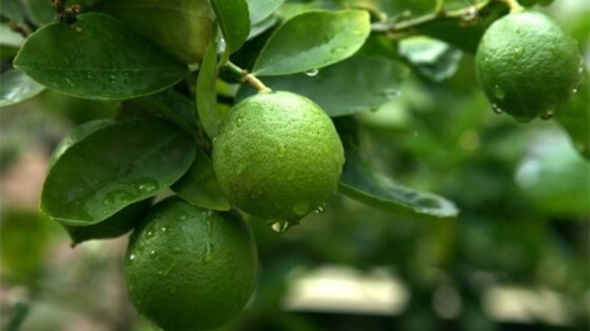Productores de limón en Michoacán paralizan actividades por extorsiones y bajo precio