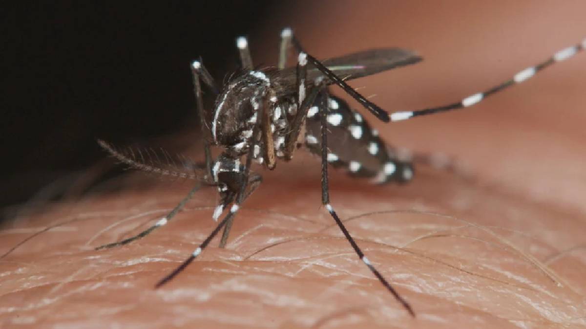 ¡Ayuda! Ahome está mal, se disparan los casos de dengue en mujeres embarazadas; hay que combatir los criaderos; pide Salud