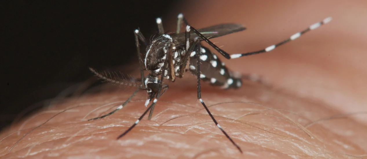 Suben a 6 las muertes por probable dengue en Guasave; a la baja los sospechosos