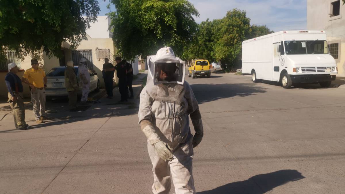 Calor altera a las abejas y provoca que se muevan por todas las áreas, hay que cuidarse pide PC en Ahome